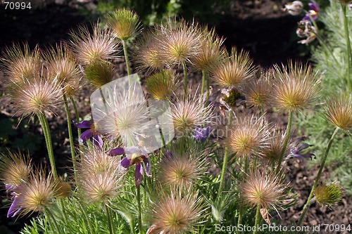 Image of Flowers