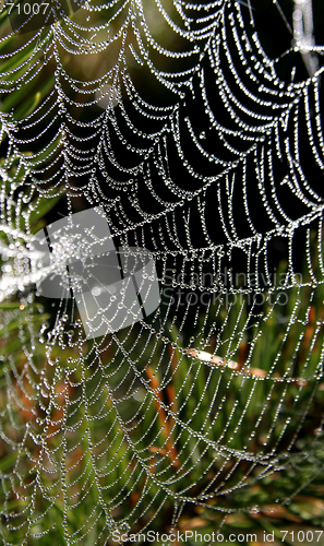 Image of Spider-Web