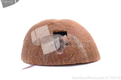 Image of mouse and their house