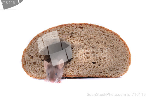 Image of mouse and their house