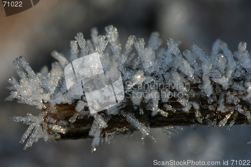 Image of Frost