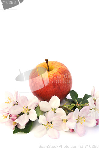Image of Apples and apple-tree blossoms