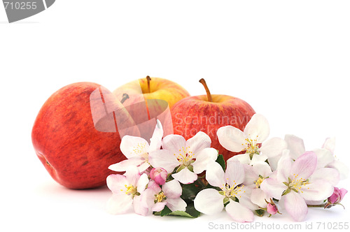 Image of Apples and apple-tree blossoms