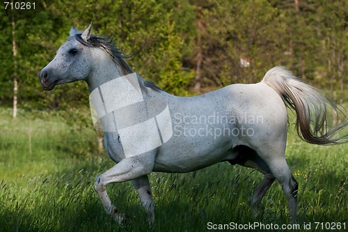 Image of Trotting white horse