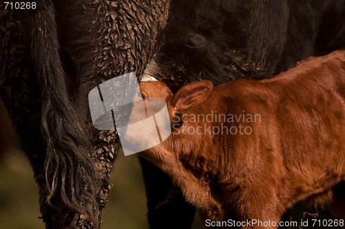 Image of Suckling calf