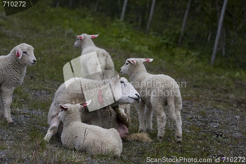 Image of Sheep