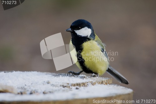 Image of great tit