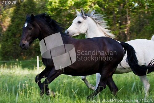 Image of Cantering horses