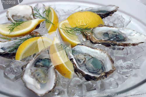 Image of Oysters