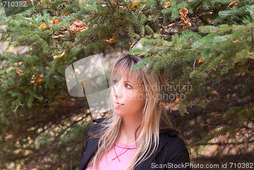 Image of coniferous forest