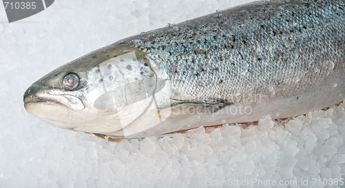 Image of coolled fresh bright trout 