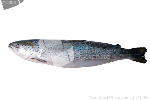 Image of trout 