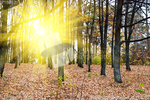 Image of  Forest in autumn