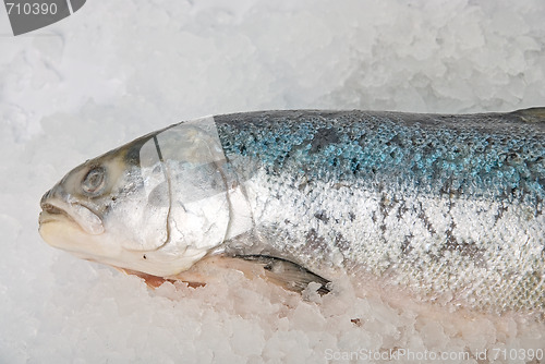 Image of fresh bright trout fish