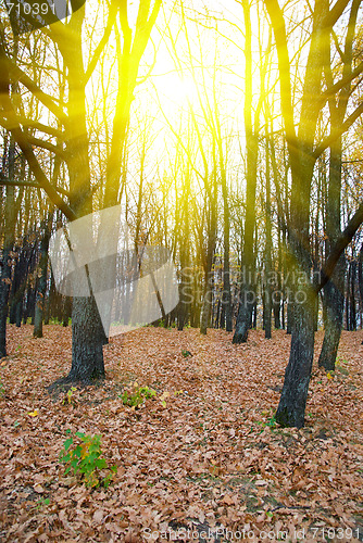 Image of Sunlight at the Fores