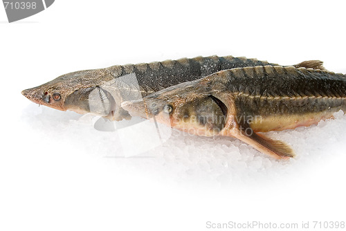 Image of the sterlet fish