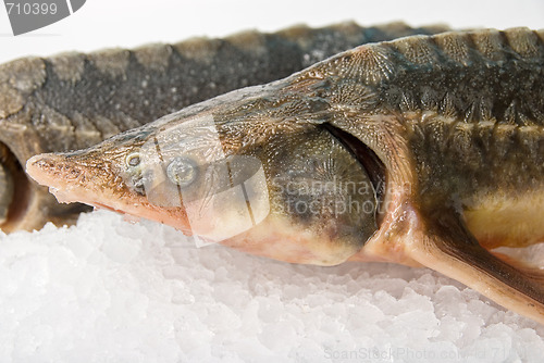 Image of the sterlet fish 