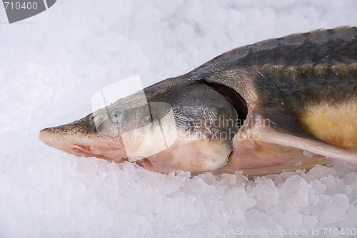 Image of the sterlet fish