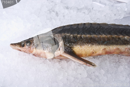 Image of sterlet fish