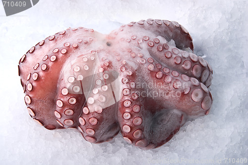 Image of  octopus