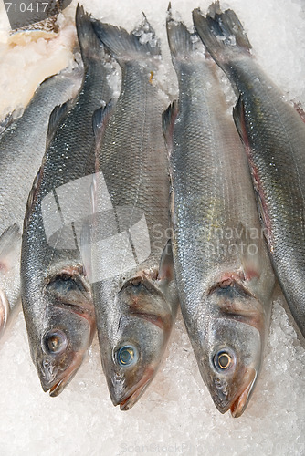 Image of fish