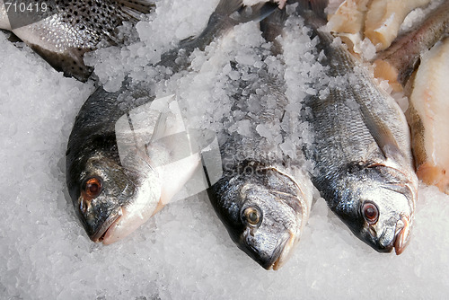 Image of  Dorado fish
