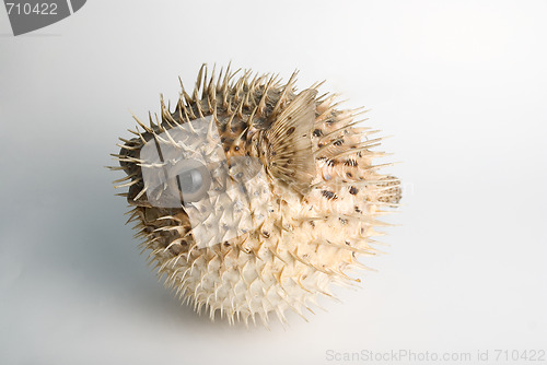 Image of Porcupine fish