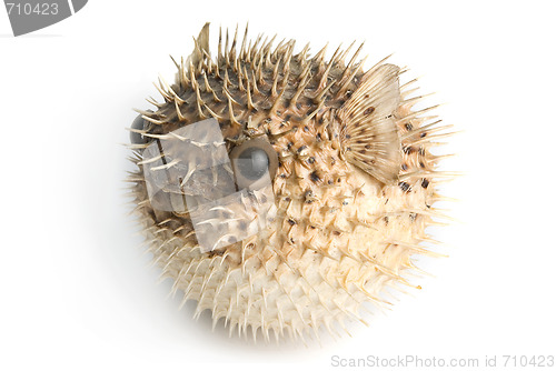 Image of Porcupine fish