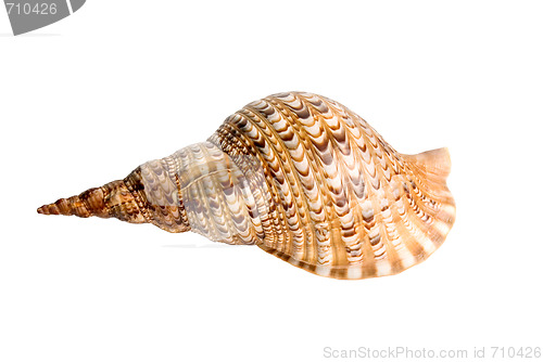 Image of sea shell 