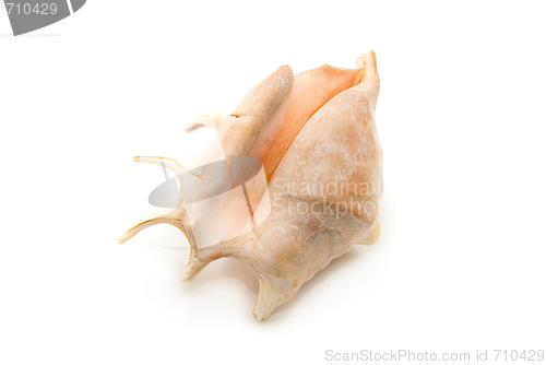 Image of Sea shell