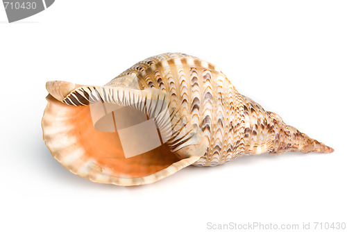 Image of sea shell