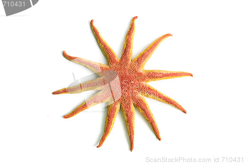 Image of starfish