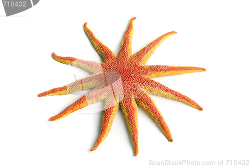 Image of Beauty starfish