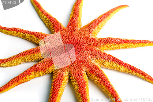 Image of starfish closeup