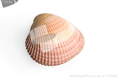 Image of sea shell 