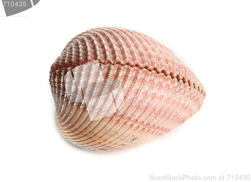 Image of sea shell 