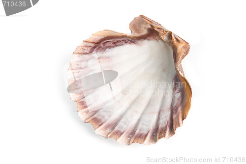Image of sea shell