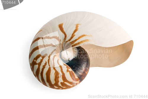 Image of sea shell