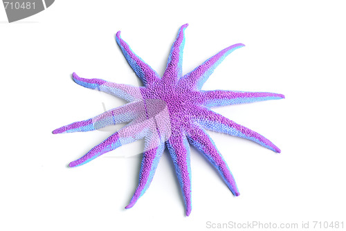 Image of Green starfish