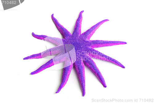 Image of Purple starfish