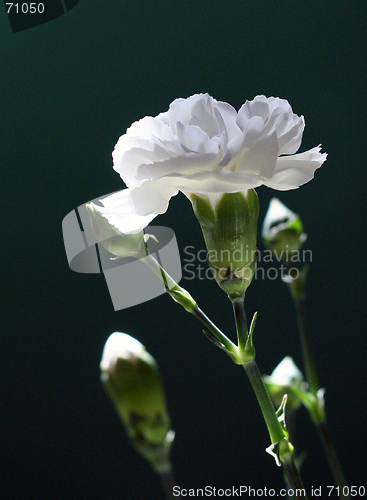 Image of White Carnation