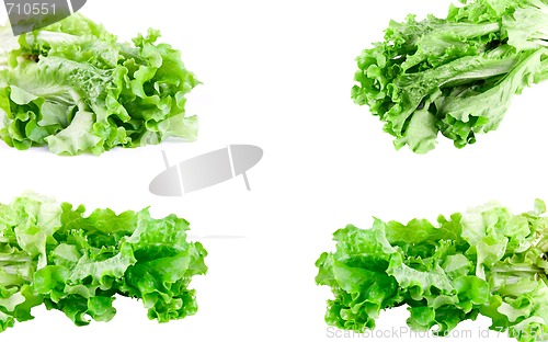Image of green lettuce set 