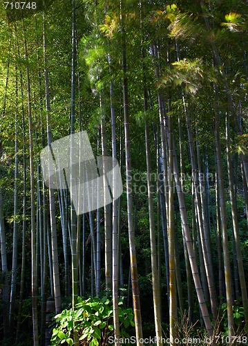 Image of bamboo grove