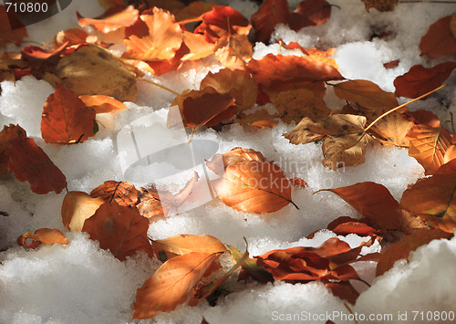 Image of Seasons blending