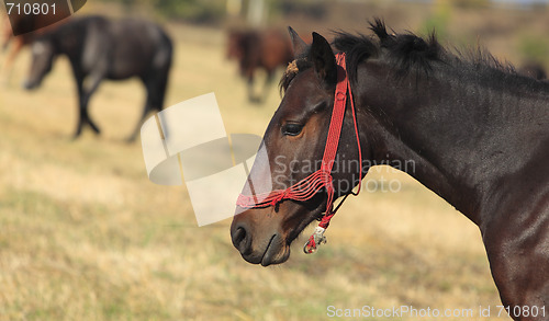 Image of Profile of a horse