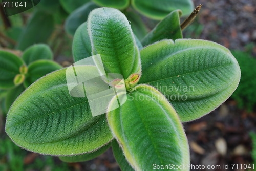 Image of Ligustrum Japonnicum Plant