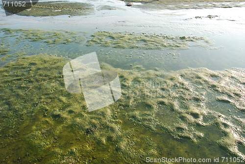 Image of Green algae swamp