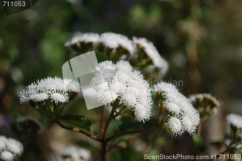 Image of Ageratina Adenophora (daisy)