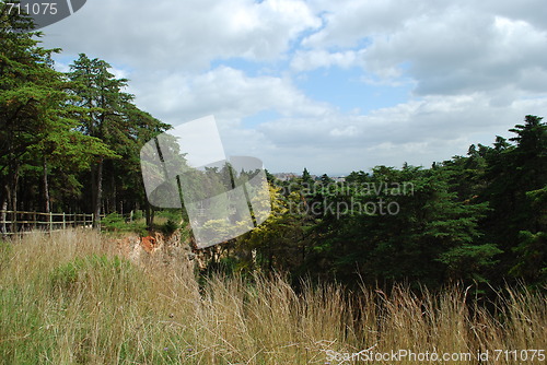 Image of Landscape on Monsanto Park, Lisbon