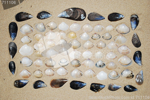 Image of Seashells background on sand